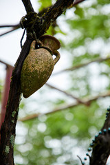 old damaged amphora on the plant
