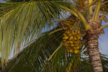 Coconut palm with fresh fruits