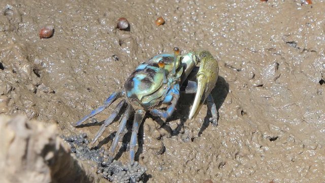 Ghost crabs (Uca vocans) , Blue crab, on mud at wetlands forest. 