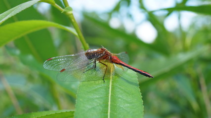 Dragonfly found a convenient large leaf for relaxing in the forest.