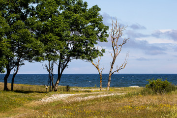 Fototapeta na wymiar Coastal landscape in Estonia. Osmussaare island