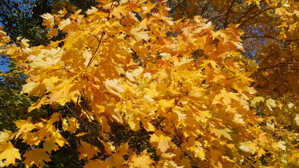 Yellow maple leaves bask in the bright sun.