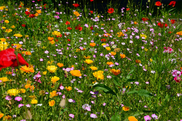 Blumen Wiese Wildblumen Klatschmohn Gras Sommer Farben Pracht Bienen Sauerland Goldmohn Nelken...