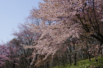 桜