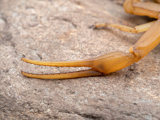 Claw (pedipalp) of a highly venomous deathstalker scorpion, Leiurus quinquestriatus. This species has the most potent venom of any scorpion