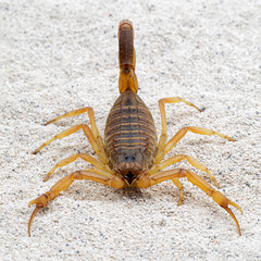 Highly venomous deathstalker scorpion, Leiurus quinquestriatus, on sand facing camera. This species has the most potent venom of any scorpion