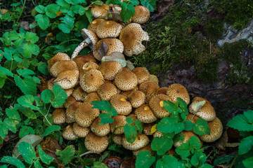 A large group of autumn mushrooms grows around a tree in the forest.