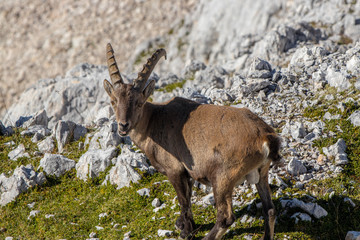 Young Ibex looking towards camera high in mountains