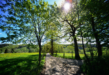 Hemer Sauerland Deutschland Stephanopler Tal Straße Bäume Sonnenlicht Frühling Schattenspiel Äste Idyll Zäune Wiesen Weiden Landwirtschaft Stimmung Wandern Waldroute Natur