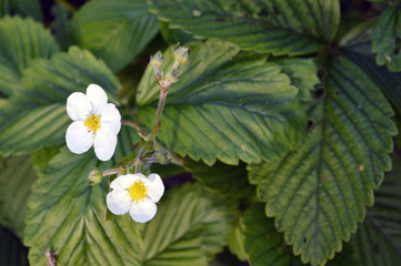 Naklejka na ściany i meble Beautiful white strawberry flowers with green leaves background