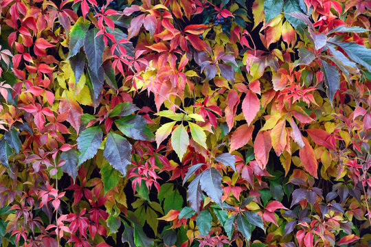 Autumn. Bright colorful ivy fall leaves