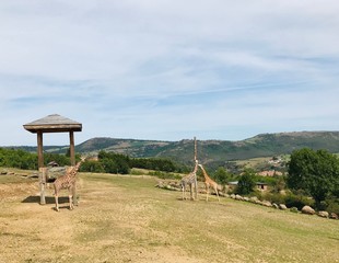 Fototapeta na wymiar Girafes sur fond de collines verdoyantes