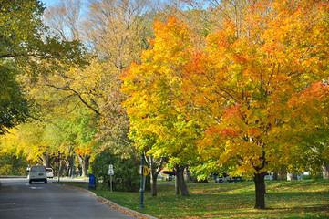 Road with colorful trees in Quebec, Canada during fall/autumn season