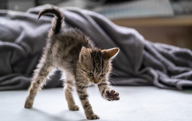 Playful kitten stretches on couch
