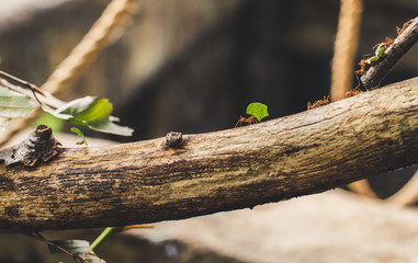Ants carry leaf squares on the bough © magorzata