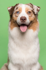 Portrait of an australian shepherd dog on a green background in a vertical image