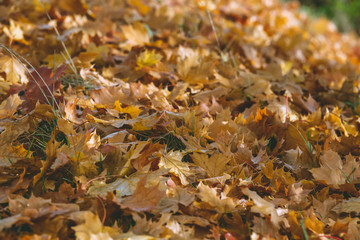 Im Herbst fallen die Blätter