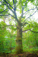 Eiche im Wald am Tag im Herbst