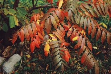Autumn mood. Composition of red, yellow and green leaves of the tree. Art toning 