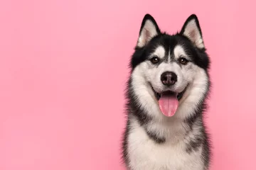 Gartenposter Portrait of a siberian husky looking at the camera with mouth open on a pink background © Elles Rijsdijk