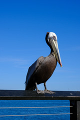 pelican bird blue sky california santa babara