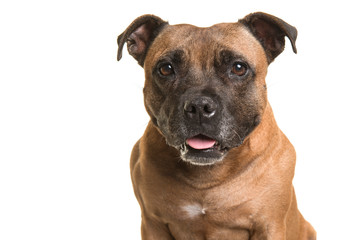 Portrait of a cute Stafford Terrier looking at the camera isolated on a white background