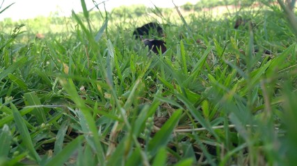 green grass in the field