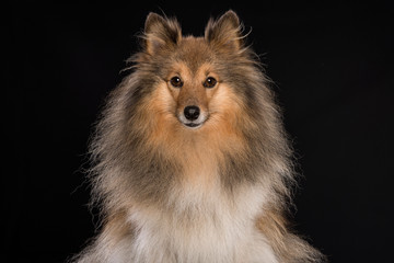 Portrait of a Shetland sheepdog looking at the camera on a black background