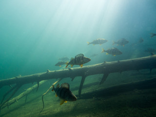 School of big European perch around underwater sunken tree - obrazy, fototapety, plakaty