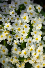 Primrose primula vulgaris. Multicolor country garden primula flowers