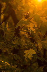 maple leaves in autumn