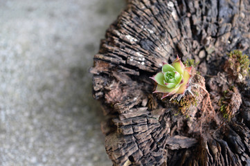 Little Sempervivum tectorum growing on wood