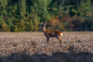 Roe deer standing in a field