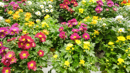 Fototapeta na wymiar Yellow, white, purple, pink chrysanthemums - spring messengers standing in the pots on shelfs. Spring compositions in the flowers pot, at a market in the spring.Colorful flowers int the pot on a shelf