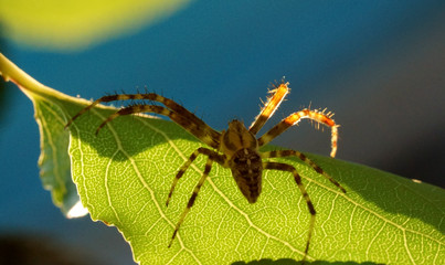 Spinne