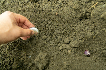 plant garlic in the autumn with cloves in the ground, closeup