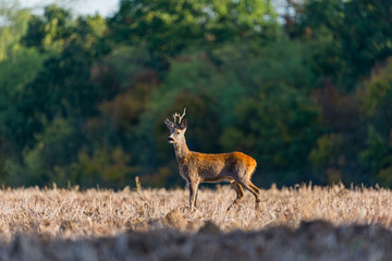 Roe deer standing in a field