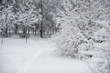 trees in snow