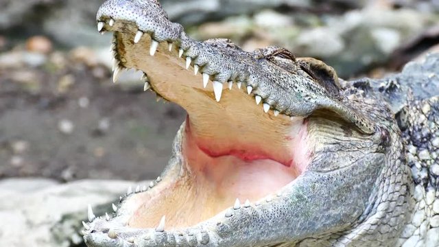 Close up crocodile opening their mouth.