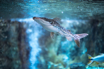 Fototapeta premium fish swims in the water