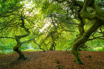 Fototapete bei efototapeten.de bestellen   