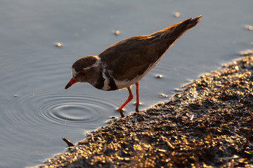 Lone Three-banded Plover foraging for insects in the shallow water