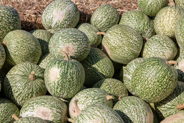 Pumpkin on market. A large collection of green pumkins or gourds on the autumn market. Beautiful background for natural health and nutrition concept.