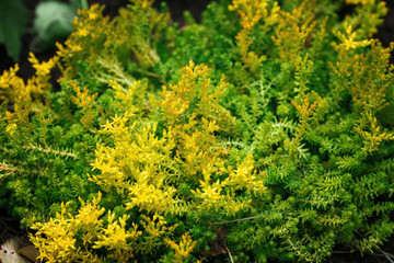 natural summer background. Beautiful close up nature landscape with meadow.