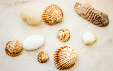 Sea shells of different sizes on white marble.