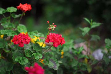 Natural summer background with geranium. Red geranium flowers in summer garden. Bright pelargonium flowers. Geranium flowers. Floral background.