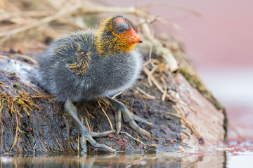 One Red-knobbed coot chick leaves the safety of nest to swim on a pond
