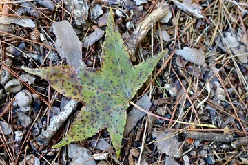 Closeup of a fall maple lead on the ground amongst acorns, pine needles, sticks and rocks