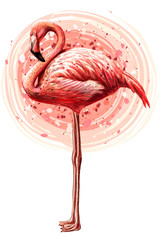  Pink flamingo. Hand-drawn, artistic, flowered image of a flamingo bird on a white background in a watercolor style.