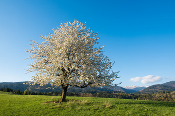 Fototapeta na wymiar Spring Cherry Tree Blossom 